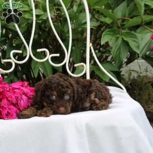 Ian, Toy Poodle Puppy